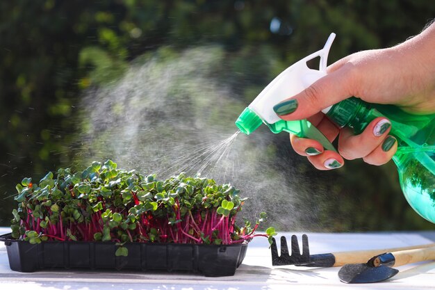 Manos femeninas riego microgreen con rociador de mano sobre un fondo de vegetación que crece microgreen ...