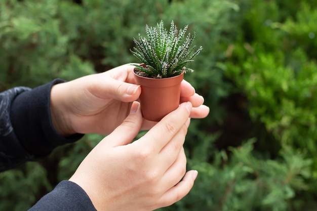 Manos femeninas sosteniendo aloe en maceta diminuta