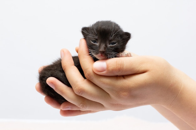 Manos femeninas sosteniendo un gatito negro