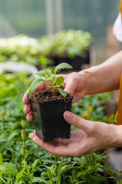 Manos femeninas sosteniendo una maceta de plantas verdes jóvenes