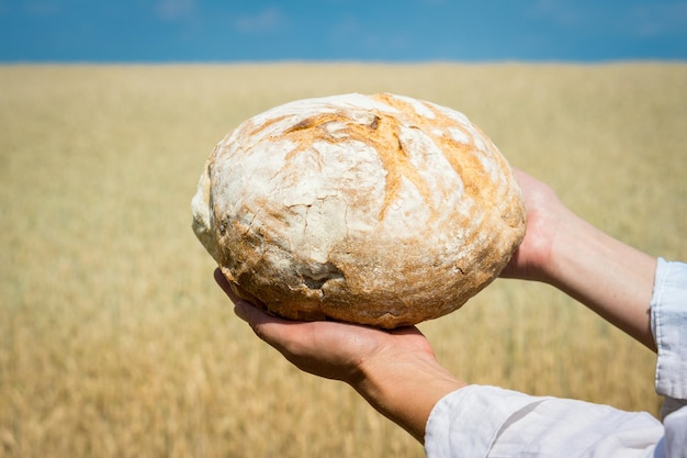 Manos femeninas sosteniendo pan horneado en casa sobre un campo de trigo maduro
