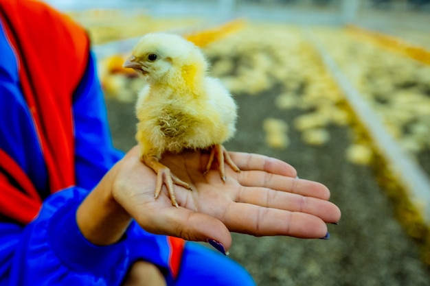 Manos femeninas sosteniendo un pollito en una granja de pollos