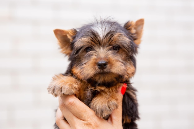 manos femeninas sosteniendo un retrato de cachorro de Yorkshire terrier