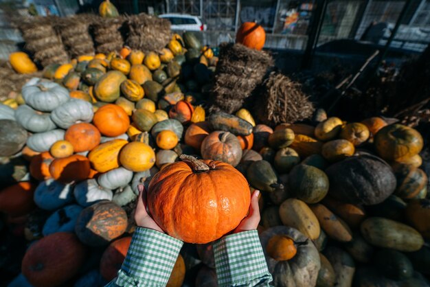 Las manos femeninas sostienen una calabaza pequeña