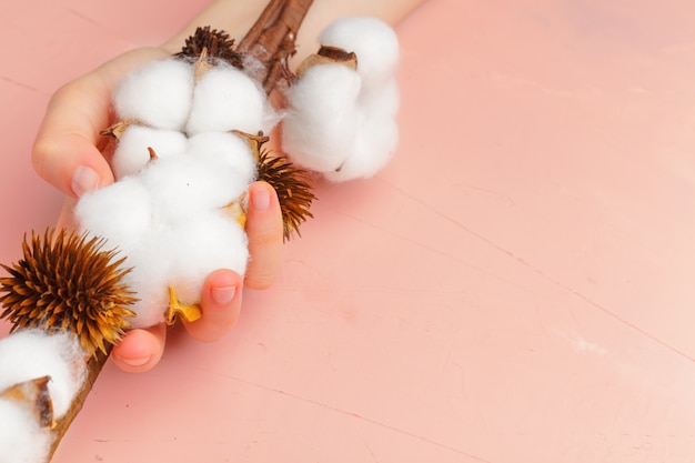 Manos femeninas sostienen una delicada flor de algodón