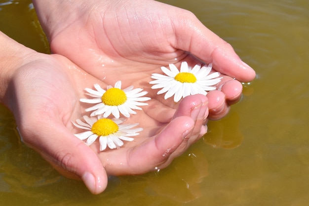 Manos femeninas sostienen flores de manzanilla