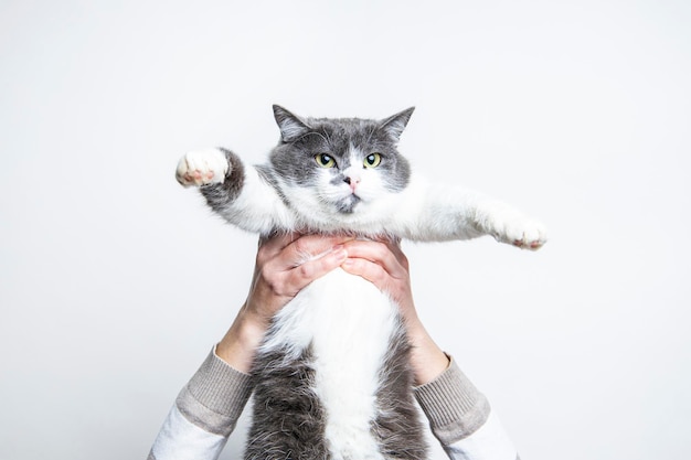 Las manos femeninas sostienen un gato gris-blanco sobre un fondo claro.