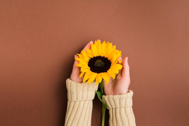 Manos femeninas sostienen hermoso girasol fresco sobre fondo marrón