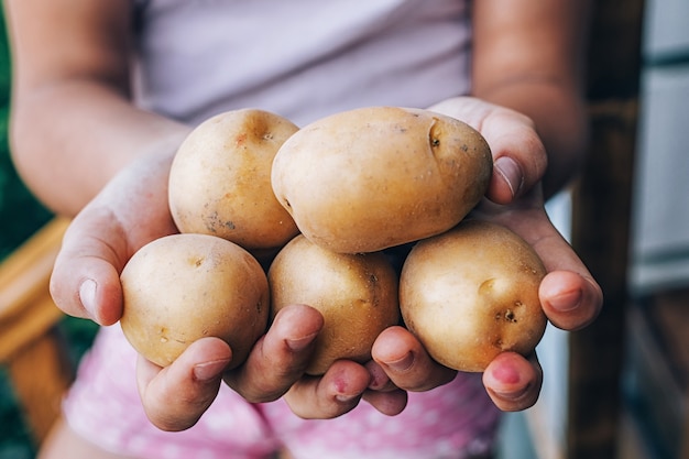 Foto manos femeninas sostienen patatas maduras al aire libre