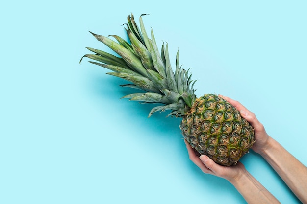 Las manos femeninas sostienen una piña madura entera sobre una superficie azul. Vista superior, endecha plana.