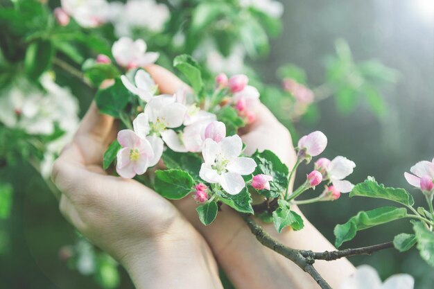manos femeninas sostienen una rama de un manzano floreciente con flores blancas