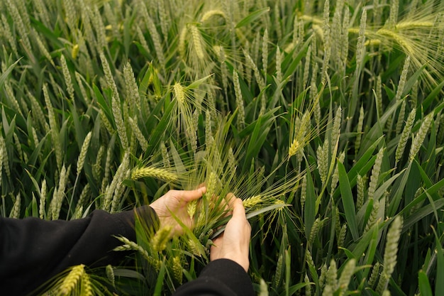 Manos femeninas sostienen trigo verde El concepto de preparación para las imágenes de crisis alimentaria de la temporada de cosecha para su diseño