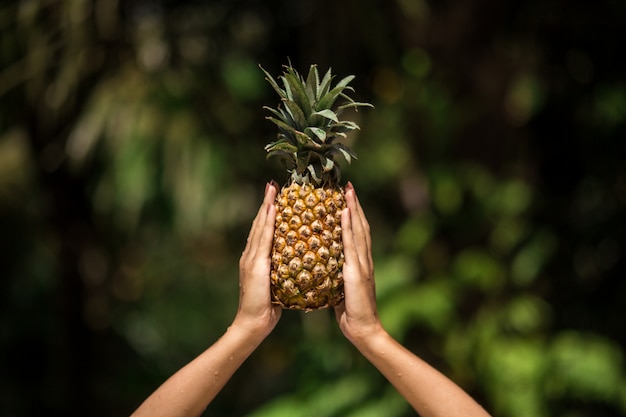 Manos femeninas tiene piña en la escena de la selva tropical verde