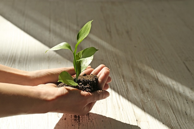 Manos femeninas con tierra y planta verde sobre mesa de madera