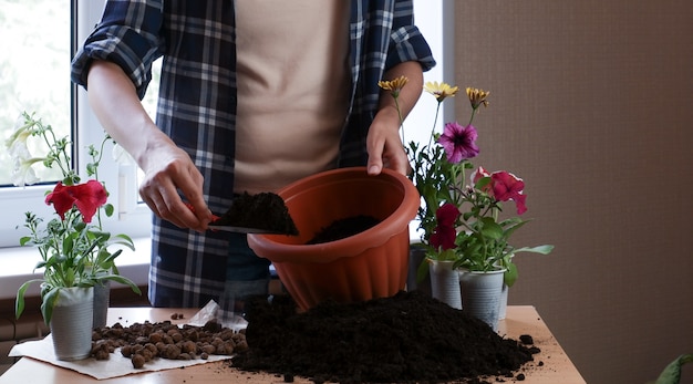 manos femeninas vierten tierra en una maceta marrón para plantar una planta de interior trasplantar flores