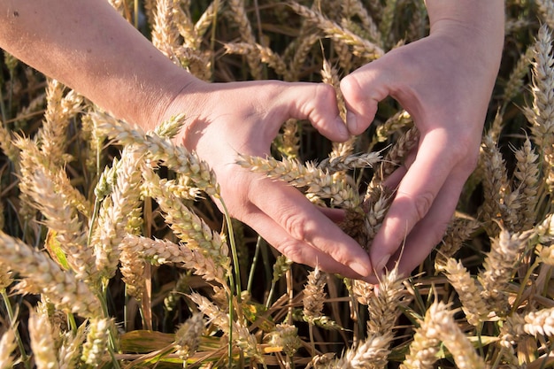 Las manos fuertes masculinas se doblan en forma de corazón en un campo con espigas de trigo maduras