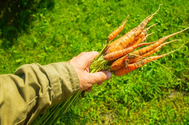 Manos de granjero con una cosecha de zanahorias en el jardín Trabajo de plantación Cosecha de otoño y concepto de alimentos orgánicos saludables de cerca