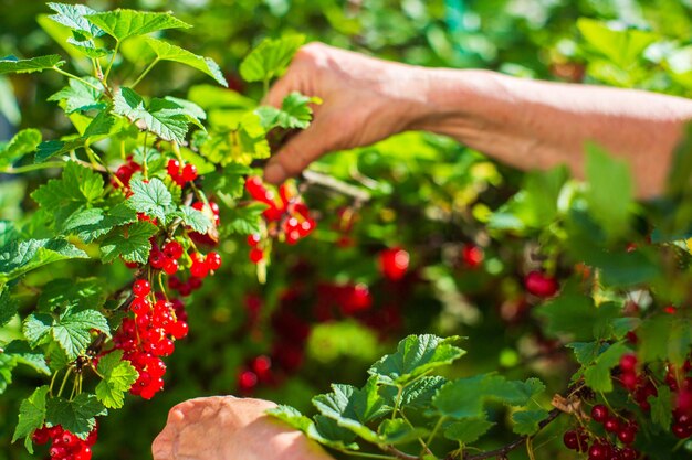 Las manos del granjero cosechan cultivos de grosella en el jardín Trabajo de plantación Cosecha de otoño y concepto de alimentos orgánicos saludables de cerca con enfoque selectivo