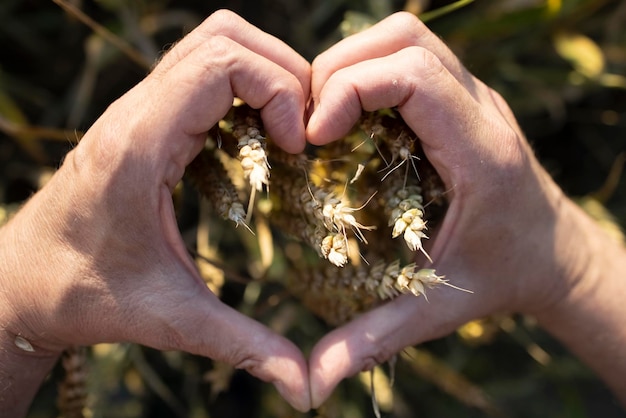 Las manos del granjero dobladas en forma de corazón sostienen espigas de centeno de trigo en un campo de centeno de trigo La mano de un hombre sostiene espigas maduras de cereales en el fondo de un campo de grano Vista desde arriba Concepto de cosecha