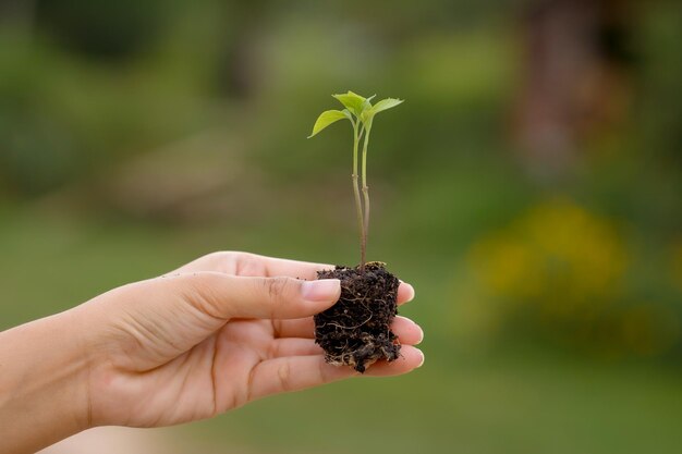 Foto las manos del granjero están plantando plántulas en el suelo.