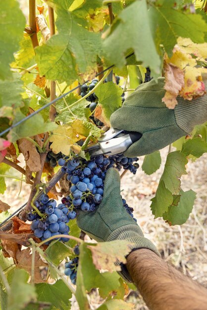 Manos de granjero en guantes cortando uvas rojas con tijeras de podar de la planta de vid durante la cosecha de vino