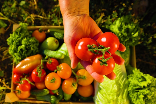 Manos de granjero mostrando coloridos tomates vegetales en una caja