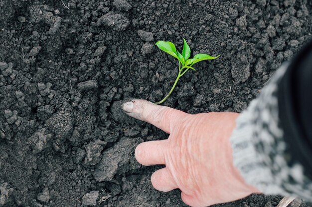 Las manos del granjero plantan plántulas verdes en suelo fresco. Jardinería.