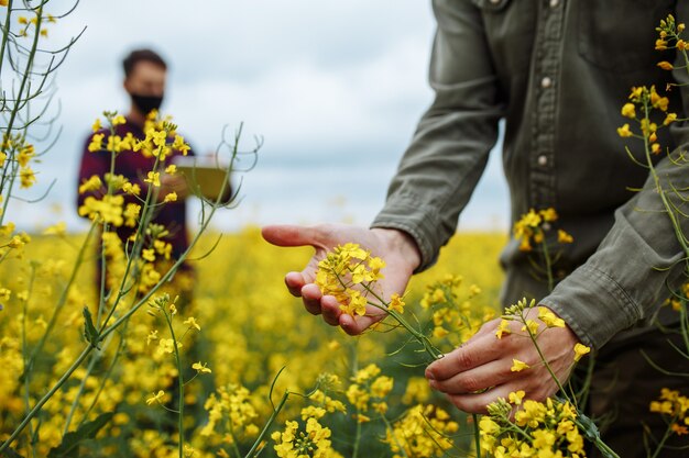 Las manos del granjero en las plantas florecientes de colza que sostienen una tableta y examinan las flores en el campo