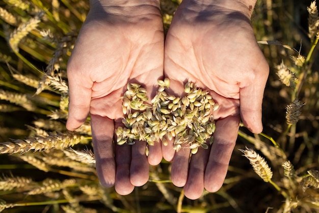 Las manos de un granjero de primer plano sostienen un puñado de granos de centeno de trigo en un campo de centeno de trigo La mano de un hombre sostiene granos maduros de cereales en un fondo borroso de un campo de grano Vista superior Concepto de cosecha