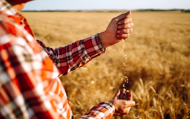 Manos del granjero Primer plano vierte un puñado de grano de trigo en un campo de trigo. Concepto de agricultura.