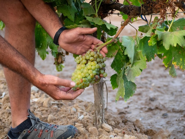 Manos de un granjero que sostiene un racimo de uvas blancas