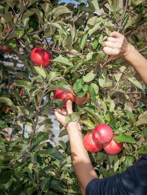 Manos del granjero recogiendo manzanas rojas maduras de un árbol en un huerto.