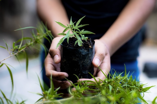 Las manos del granjero sostiene la planta de cannabis bebé en la granja.