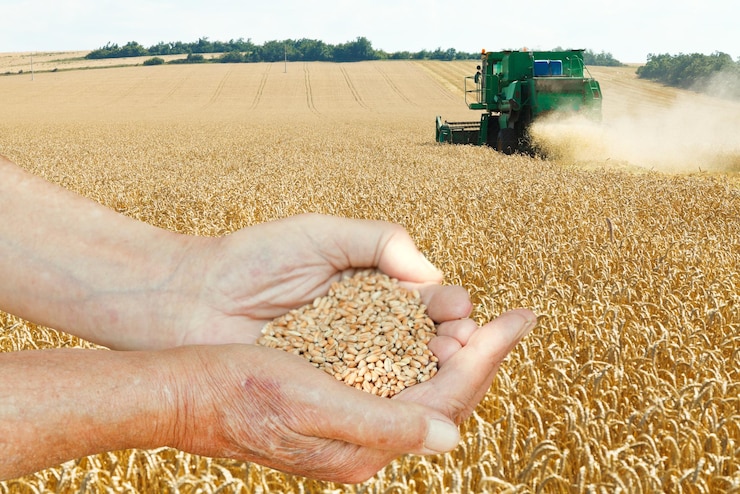 Foto las manos del granjero sostienen semillas en el campo de trigo
