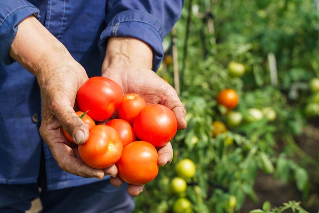 Las manos del granjero sostienen tomates.