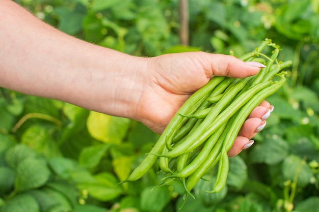 Las manos del granjero sostienen las vainas de frijoles sobre un fondo de hierba verde en el jardín. Cosechando el concepto de comida sana