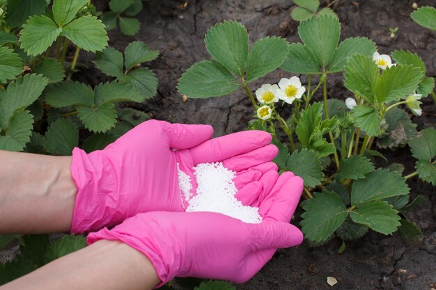 Manos de granjero vestidas con guantes de látex dando fertilizante químico a plantas jóvenes de fresa