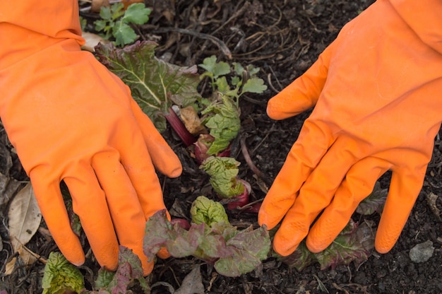 Manos en guantes anaranjados que cuidan del ruibarbo joven en el jardín