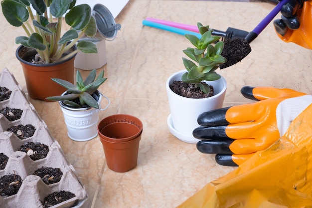 Manos en guantes de jardín plantando suculentas en macetas nuevas El proceso de plantación en casa