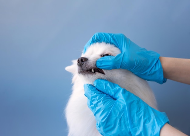 Las manos con guantes médicos azules abren la boca de un pequeño perro blanco Control de dientes de Pomerania