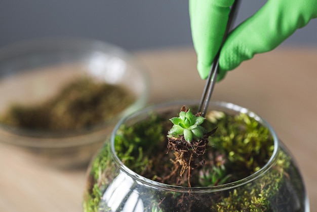 Manos en guantes planta suculentas con pinzas