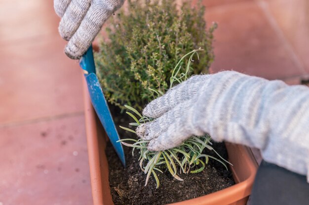 Manos en guantes plantando una lavanda en casa