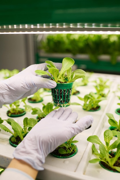 Manos en guantes protectores de un joven biotecnólogo sosteniendo plántulas verdes