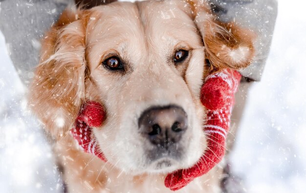 Manos con guantes rojos abrazando la cara de perro golden retriever en invierno con nieve al aire libre. Retrato lindo del perrito del animal doméstico con el ser humano
