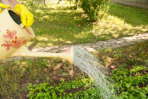 Manos con guantes vierte verduras de un riego en el jardín