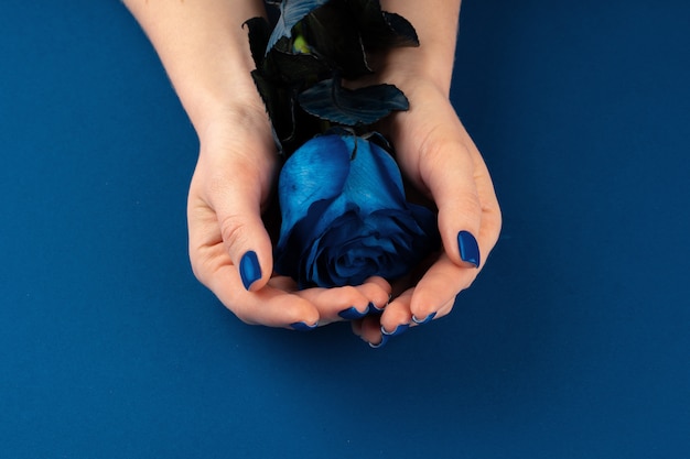 Manos hermosas de la mujer con la manicura que sostiene rosas contra fondo azul clásico