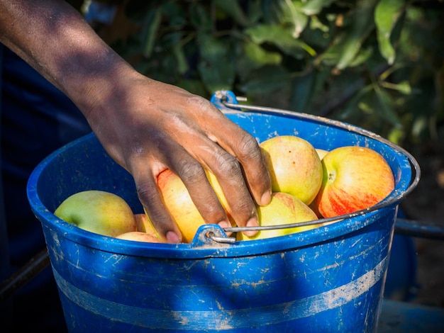 Manos del hombre africano en la cosecha de manzanas rojas