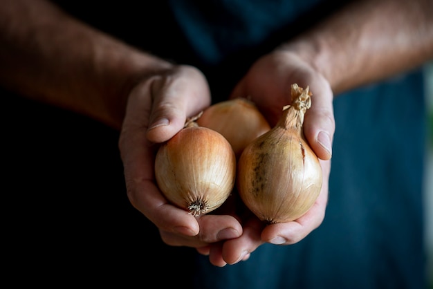 Manos de un hombre agricultor sosteniendo una cebolla