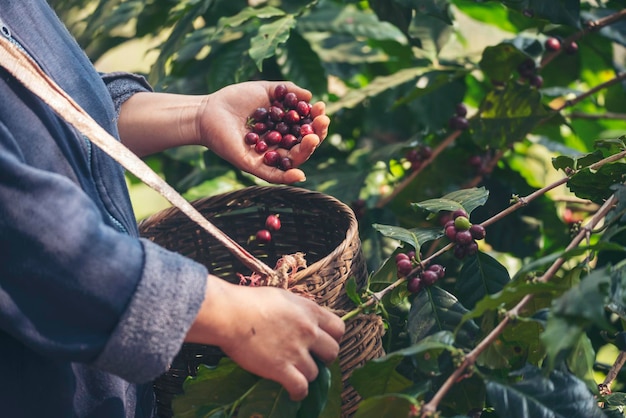 Manos de hombre cosechan granos de café maduros Planta de bayas rojas Crecimiento de árboles de café de semillas frescas en granja orgánica ecológica verde Manos de cerca Cosecha de semillas de café rojas maduras Robusta arábica baya cosechando finca de café