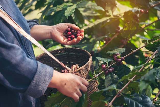 Manos de hombre cosechan granos de café maduros Planta de bayas rojas Crecimiento de árboles de café de semillas frescas en granja orgánica ecológica verde Manos de cerca Cosecha de semillas de café rojas maduras Robusta arábica baya cosechando finca de café